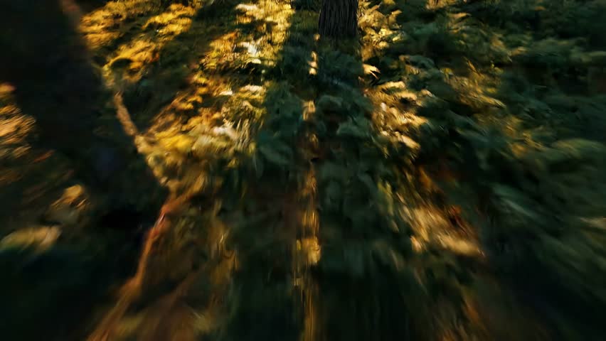 Drone flies through sunlit forest, over green pine trees, sunlight through branches, aerial view, nature beauty, morning light