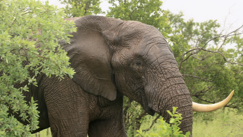 Wet African bush elephant with one tusk walks through flat light rain