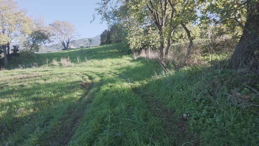 Spring walking perspective along isolated rural trail with trees and shade