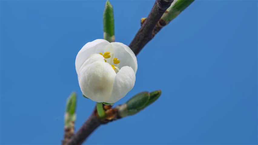 White Flower Blooming on Fruit Tree Branch Against Blue Sky, Spring Timelapse