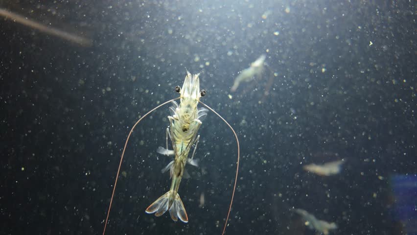 Artemia, commonly known as brine shrimp, are seen actively feeding inside an aquarium environment. These tiny, translucent crustaceans swim gracefully through the water while filtering microscopic food particles with their specialized appendages