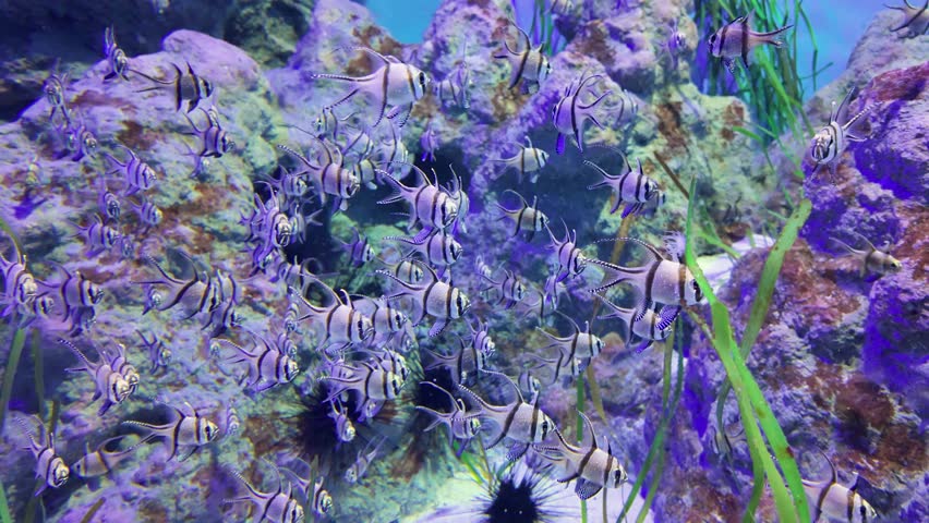 School of Banggai cardinalfish (Pterapogon kauderni) swimming among coral reef rocks and sea urchins in clear tropical ocean water. Black and white striped tropical fish with long fins gathered in natural marine habitat. Colorful underwater wildlife scene with coral formations and sea grass.