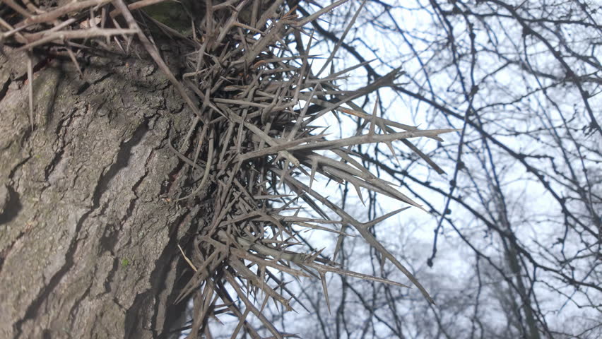 Close-up of prickles on trunk of Thorny Acacia tree also known as Honey Locust, Thorny locust or Thorny honeylocust (Gleditsia triacanthos) in floodplain, invasive species for Europe