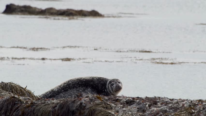 A wild common or harbour seal (Phoca vitulina) resting peacefully on dark, seaweed-covered rocks along the rugged Atlantic coastline of Iceland.