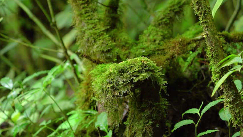 green moss on a tree in natural habitat