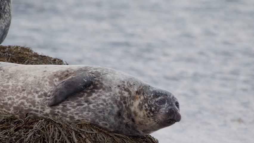 A close-up shot of a spotted harbor seal (Phoca vitulina) lying peacefully on a bed of brown seaweed along the rocky coastline of Iceland. The seal looks directly toward the camera against a soft, blu