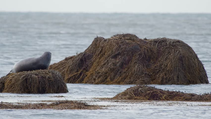 A peaceful, full shot of a wild harbor seal (Phoca vitulina) resting and sunbathing on thick, golden-brown seaweed-draped rocks on the coast of Iceland.