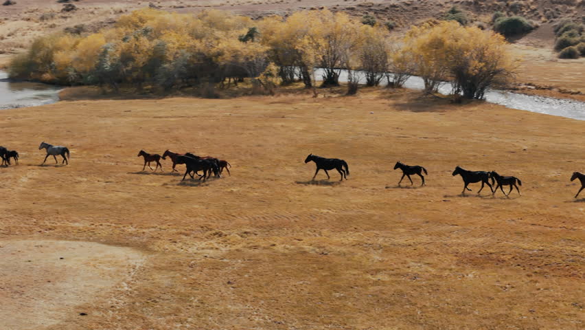 Horse Herd Walking Near River Kyrgyzstan Steppe