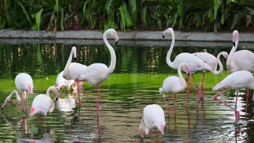 Group of birds standing and feeding in shallow water. Calm wildlife scene with reflections, gentle movement, and a peaceful natural wetland atmosphere.