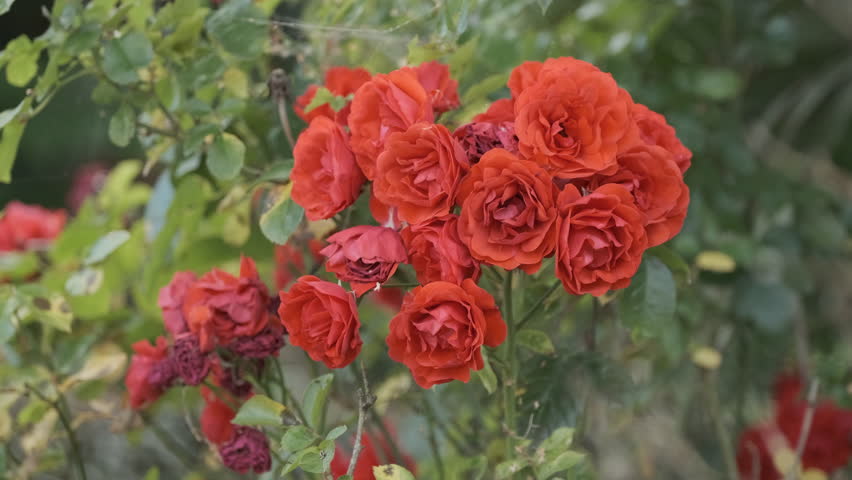 London, UK, 07-07-2022: Roses surrounded by greenery in a garden outside of London.