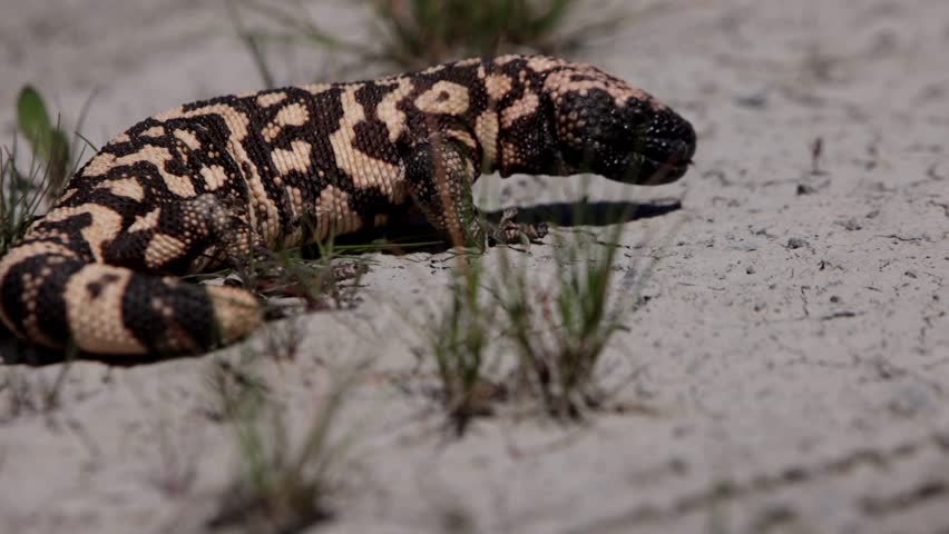 Gila monster crawls slowly over cracked desert ground in dramatic slow motion. Rare reptile wildlife footage highlighting texture, heat, and arid environment.