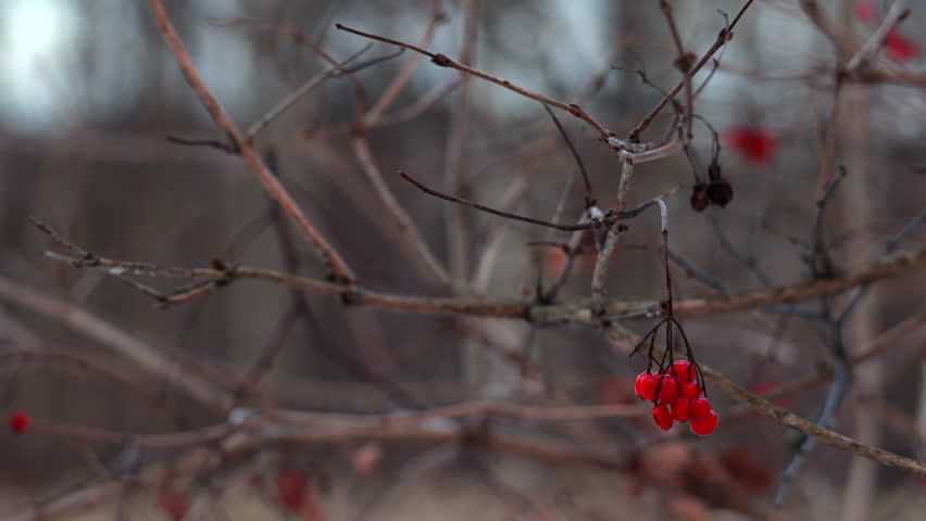 Close Up Of Bright Red Berries Hanging On Bare Tree Branch With Blurred Winter Nature Background.
