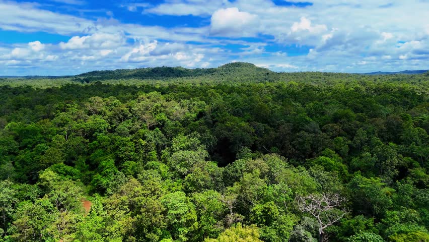 Vibrant green forest landscape with lush trees under blue cloudy sky