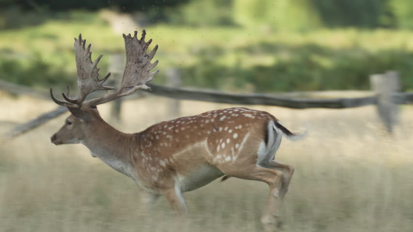 London, UK, 21-08-2023: Deer milling about in Bushy Park, Richmond upon Thames, Southwest London.