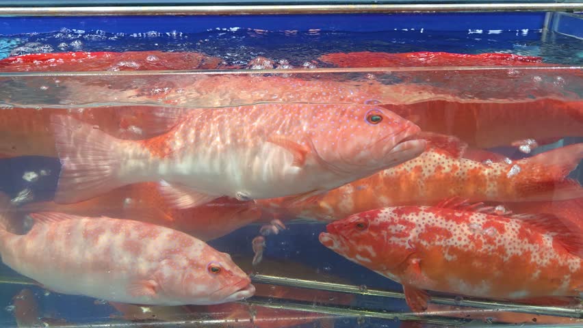 Several vibrant red groupers swimming in a crowded commercial seafood tank.
