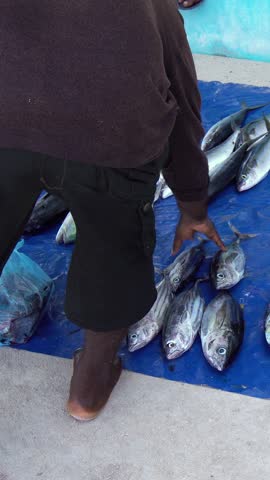 Fresh fish at outdoor market. Man selling just catched tuna outside. Vertical footage
