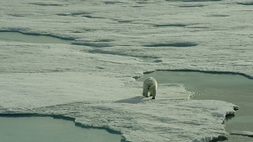 Aerial view of a majestic Polar bear (Ursus maritimus) walking across the vast Arctic sea ice in Greenland.