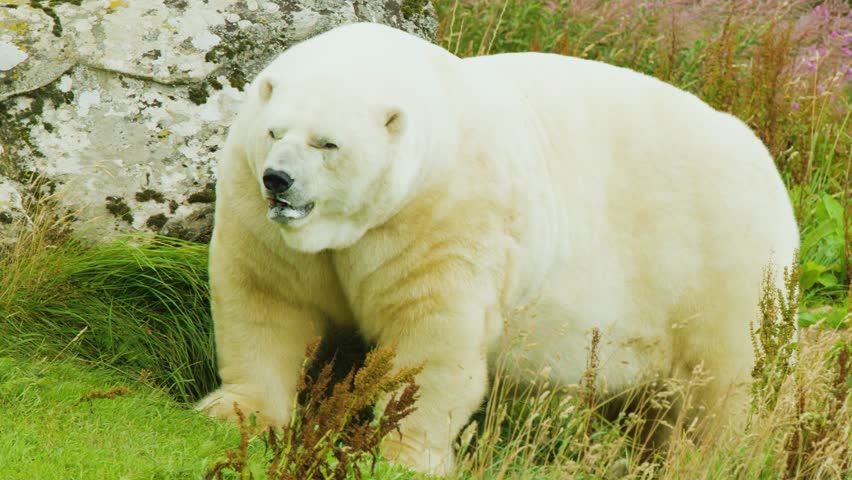 Polar bear (Ursus maritimus) scratching against a metal fence in a green summer meadow, illustrating human-wildlife conflict.