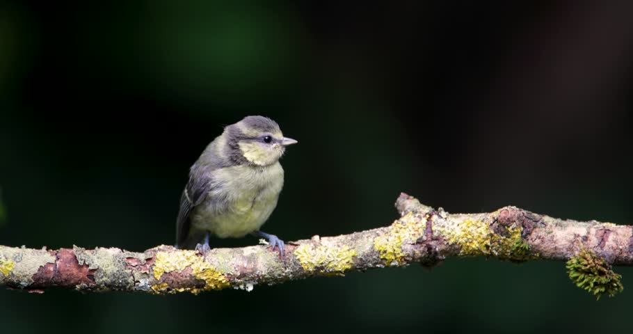 Close-up of Eurasian blue tit (Cyanistes caeruleus) chick perched on a tree branch, UK.