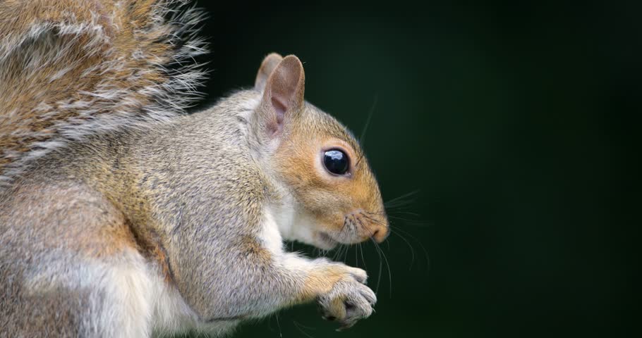 Portrait of a Grey squirrel (Sciurus carolinensis) eating nut, UK.