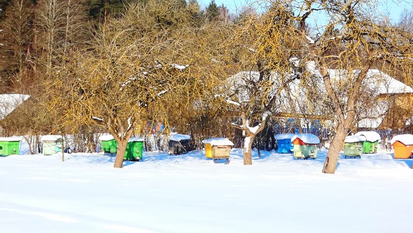 Snow covers the ground as beehives sit under trees. The view shows a quiet area with buildings in the background. Winter is seen with a clear sky and snow.