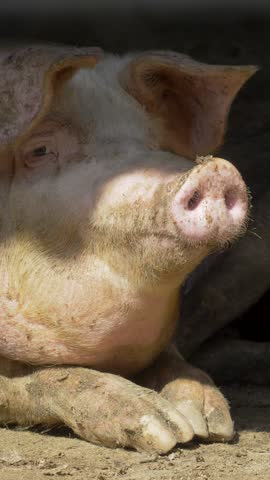 Raising and breeding domestic pigs as livestock, animal husbandry. Pigs are farmed for food and skins at agricultural pig farm. Pig breeding complex also supports organic meat production