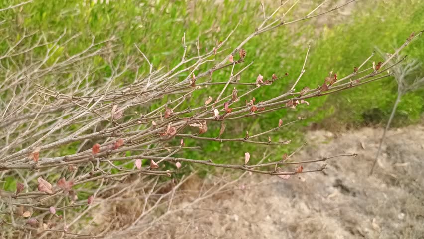 Green grass and small plants growing naturally in open field.