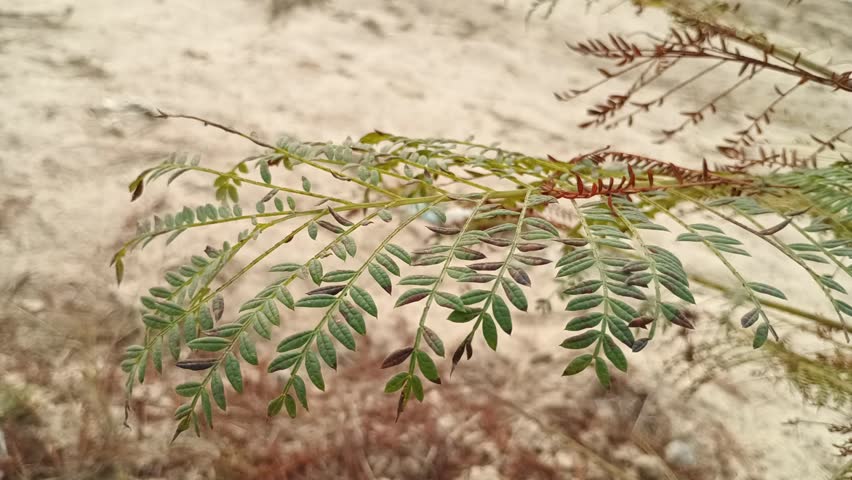 Green and red wild plant leaves growing naturally on the ground, showing fresh foliage and natural patterns.