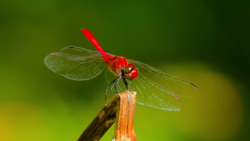 A vibrant red dragonfly with transparent wings rests on a dry twig, its detailed body and delicate wings clearly visible against a soft green bokeh background