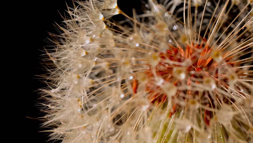 Extreme close-up macro shot of a dandelion seed head covered in tiny water droplets, highlighting its delicate structure and vibrant center against a dark background
