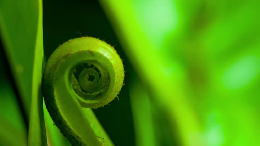 A close-up macro shot captures the intricate spiral unfurling of a vibrant green fern frond, showcasing its delicate texture and natural beauty