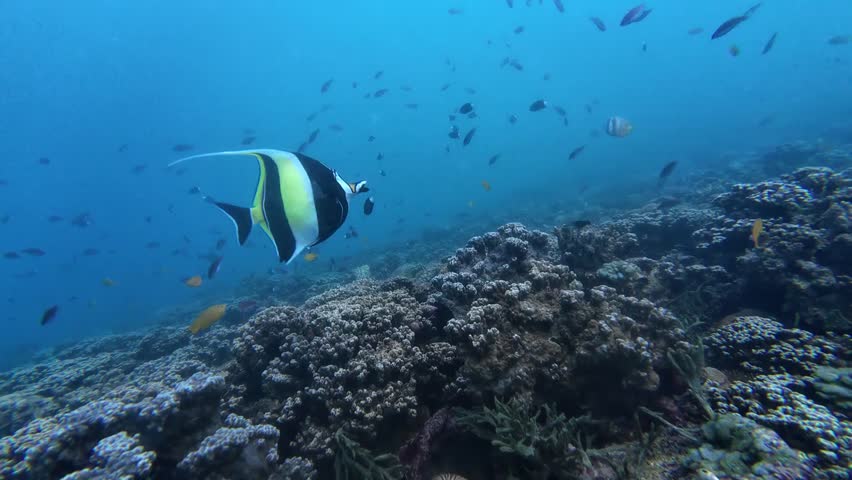 coral reef and diver, underwater scene