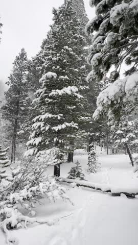 Gentle light snowfall in serene winter forest: thick snow blanket covering tall evergreen branches and ground. Slow forward camera movement through pines, ending with a small cozy cabin visible in the distance. Peaceful, magical alpine winter scene.