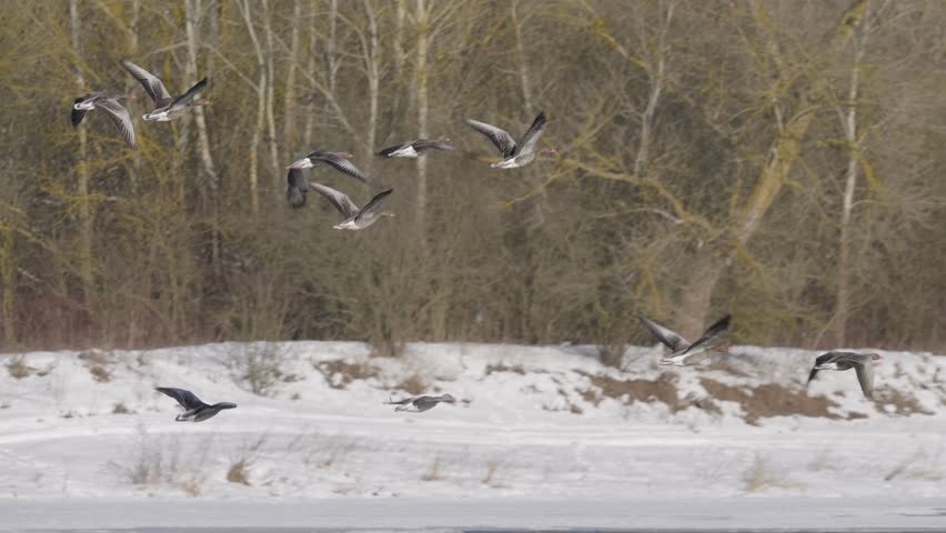 A flock of greylag geese flying against a background of trees in winter
