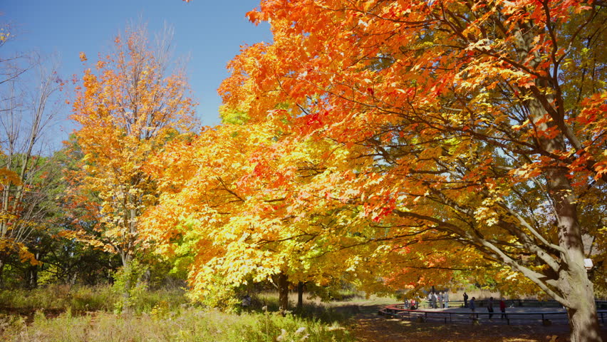 Autumn Red leaves Yellow leaves