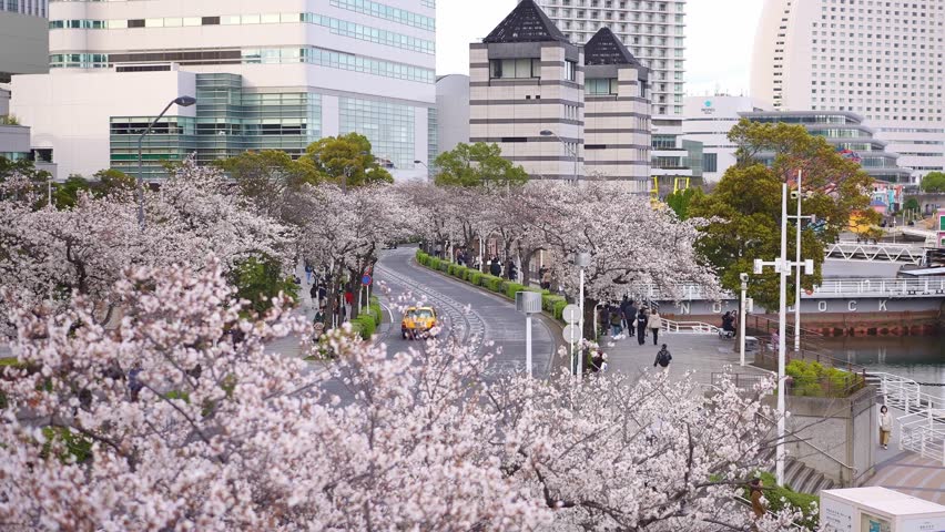 Sakura flowers cherry blossom in Tokyo. Popular tourism destination for sakura spring season in Japan.