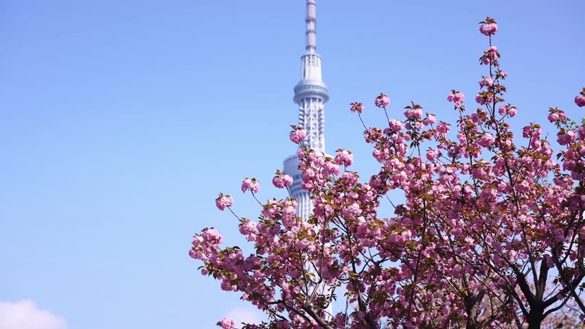 Sakura flowers cherry blossom in Tokyo, Japan. Tokyo Skytree broadcasting and observation tower, tallest building in Tokyo. Popular tourist destination.