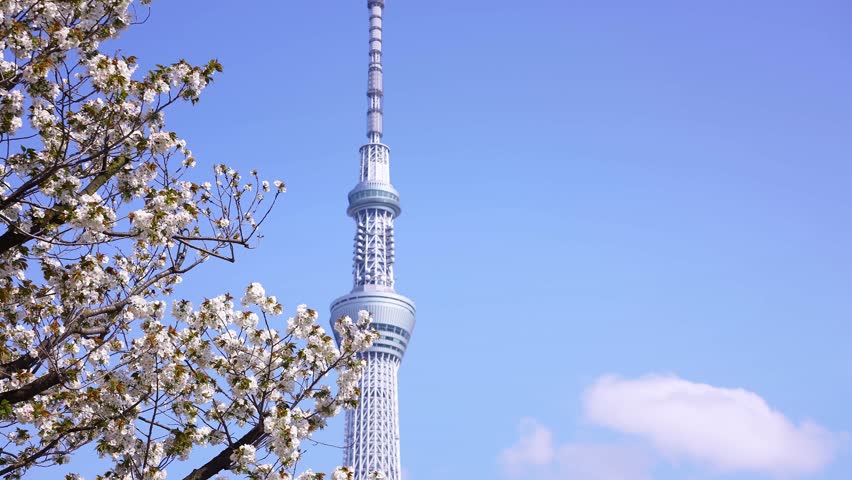 Sakura flowers cherry blossom in Tokyo, Japan. Tokyo Skytree broadcasting and observation tower, tallest building in Tokyo. Popular tourist destination.