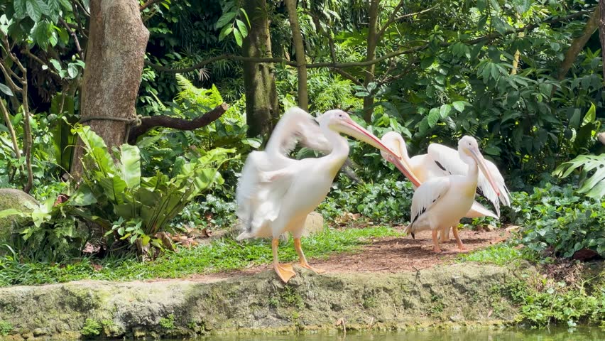 Two great white pelicans preen their feathers and stretch wings beside a lush tropical pond