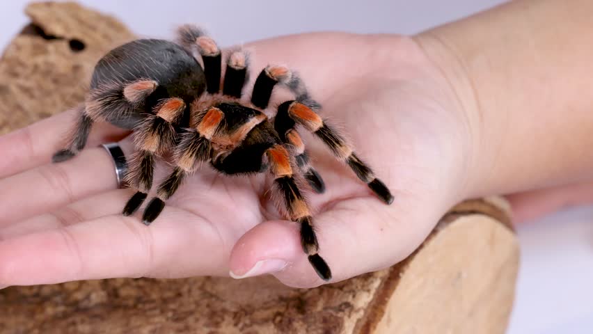 Close up shot of a Mexican redknee tarantula moving slowly across a person