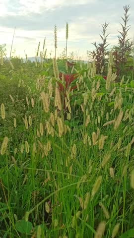 A stretch of Timothy grass (Phleum pratense) swaying gently in the morning breeze, displaying slender stems and elongated flower panicles with a natural texture.