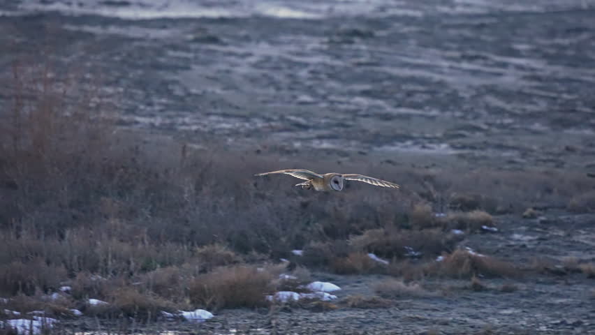Barn Owl hunting and diving into the grass to capture prey at dusk in a wetlands area in Utah.