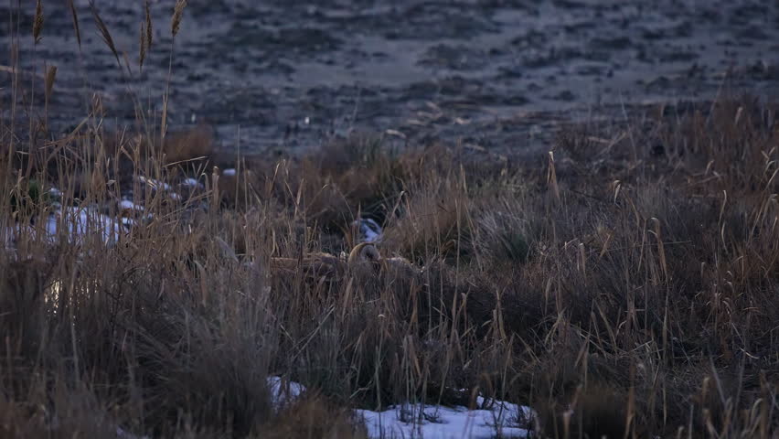 Barn Owl taking flight after catching another bird as prey in a wetlands in Utah at dusk.