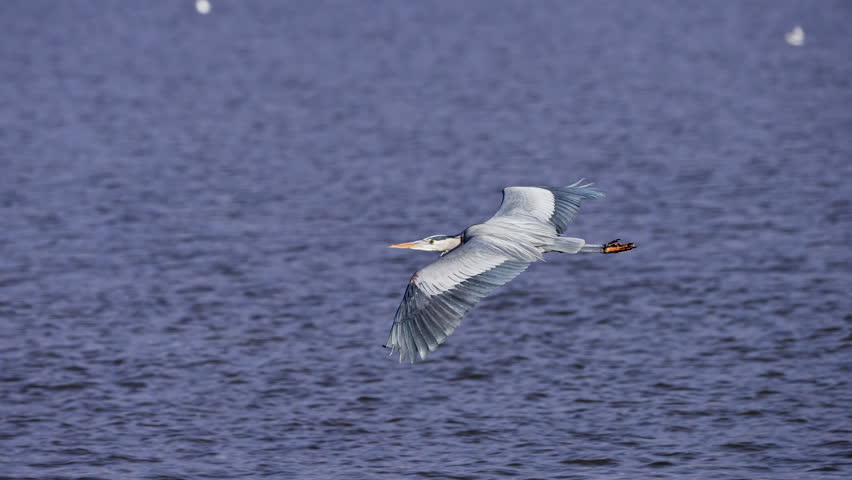 Great Blue Heron flying low over Farmington Bay in Utah during mild winter.