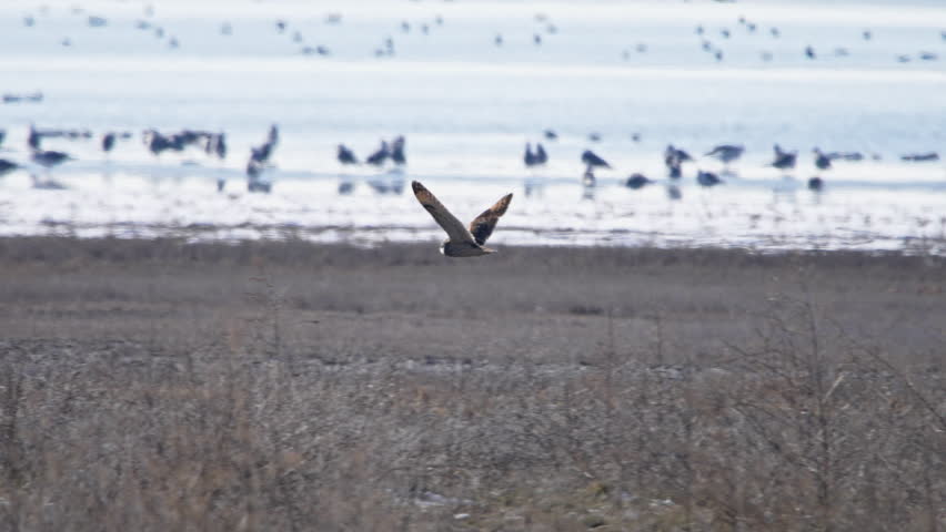 Short-eared Owl clapping its wings together while flying in slow motion in Utah.
