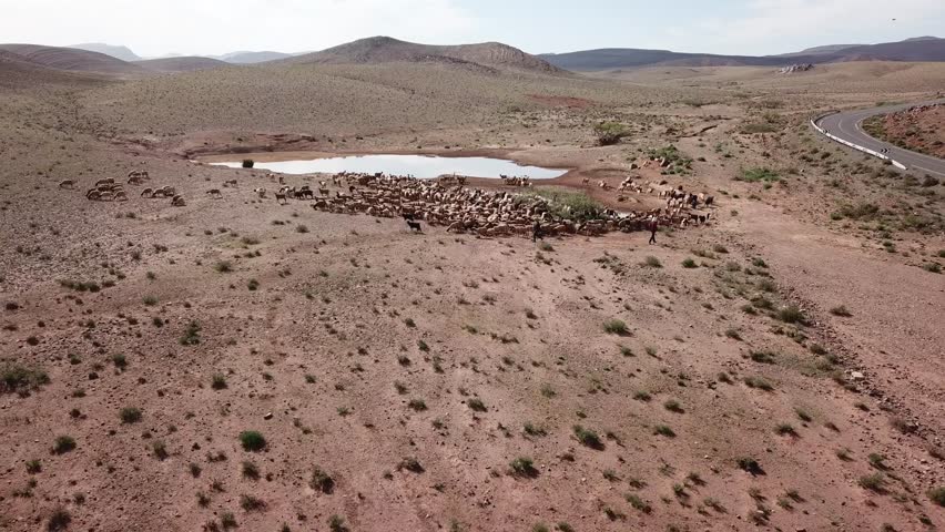 Wide aerial drone view of an asphalt road passing a goat herd at a water pond. The landscape highlights the intersection of transport infrastructure and pastoral life in arid Morocco.