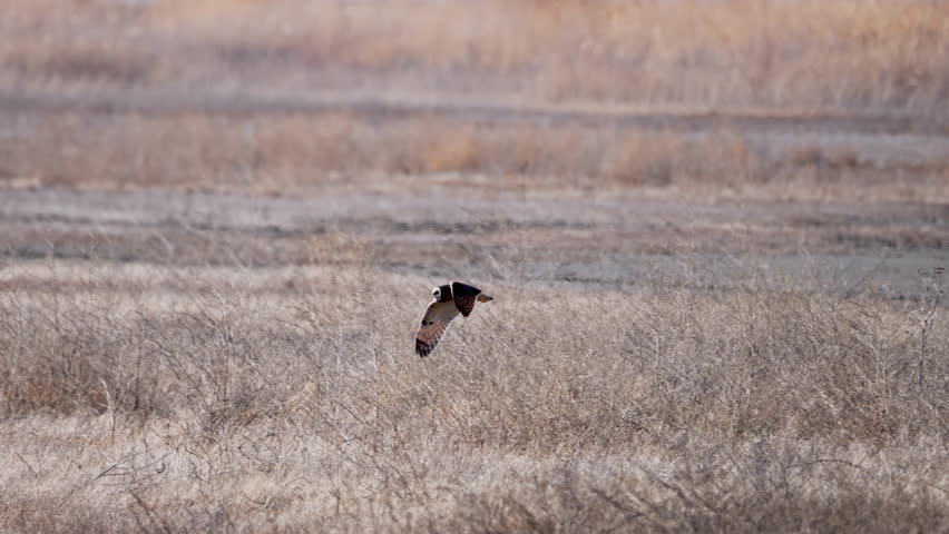 Short-eared Owl flying over marsh during mild winter in Utah.