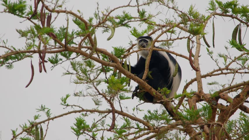 Colobus monkey Colobus guereza, eating leaves in a tree, searching for food in the branches, living in its natural habitat in Murchison Falls National Park, Uganda, Africa