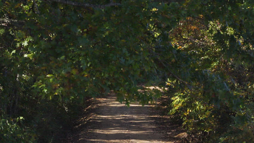 Aerial descend through autumn trees revealing dirt road running through Ozark forest, Arkansas
