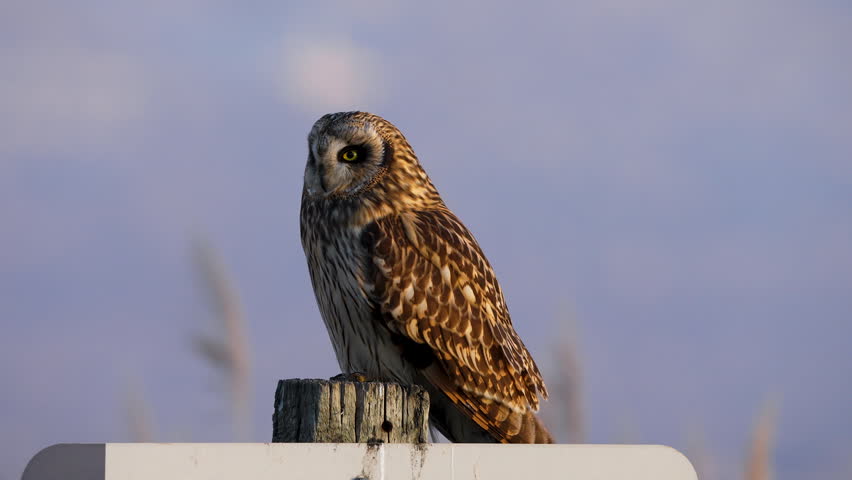 Short-eared Owl sitting on a sign post as it looks up in close up view.